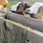 Entre Terre Et *